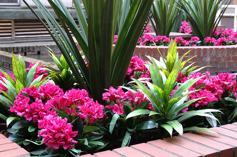 Hotel Outdoor Plants Exterior & Entrance Plants for Hotels Leaflike