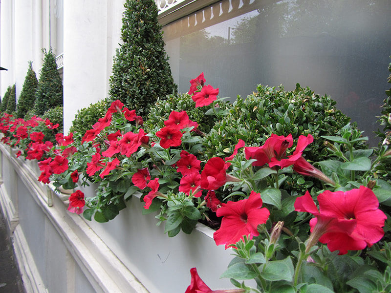 Hotel Outdoor Plants Exterior Plants for Hotels Leaflike