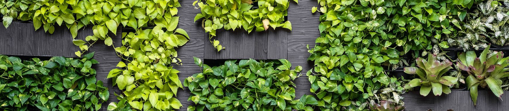 Green Walls from Leaflike