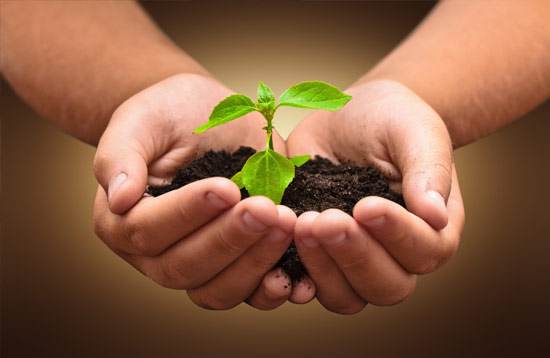 Plant being held in hands with soil