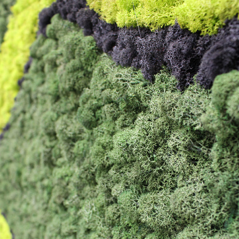 Benefits of a moss wall Leaflike