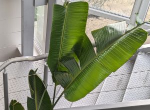 Bird of Paradise
