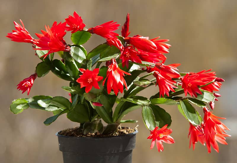Poinsettia alternative - Christmas Cactus - Schlumbergera × buckleyi