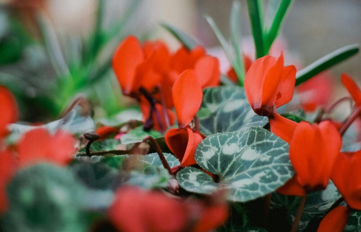 Poinsettia alternative - Cyclamen