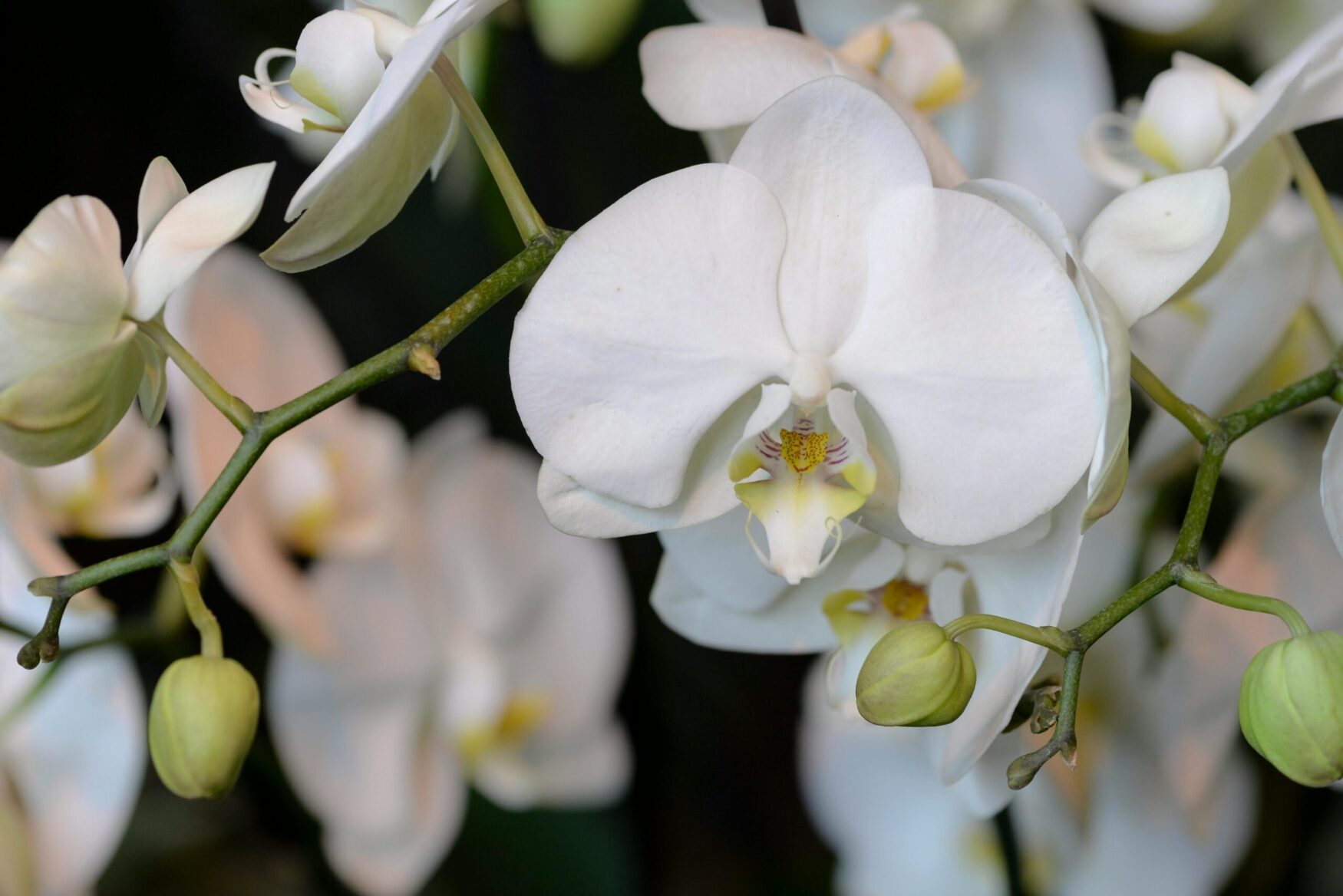 Poinsettia alternative - Moth Orchid - Phaelaenopsis