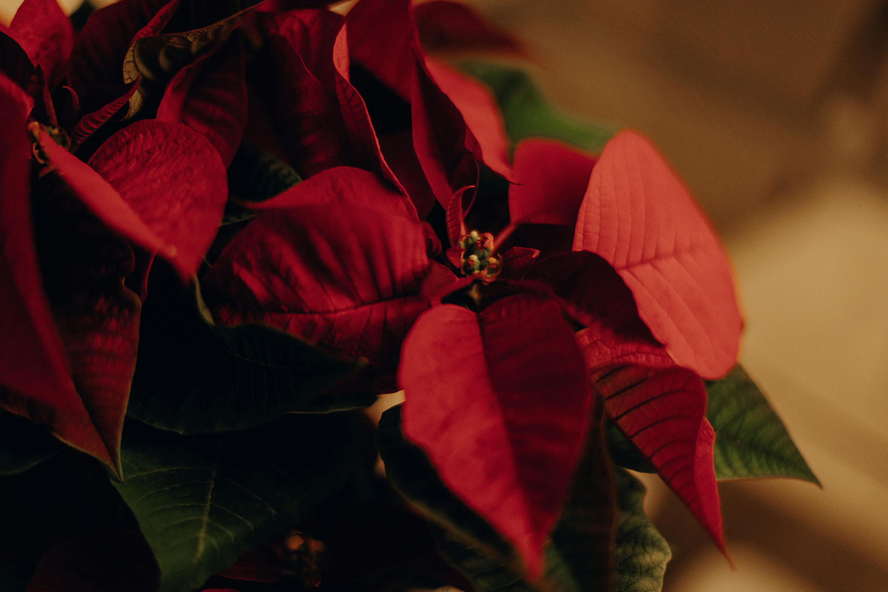 Christmas poinsettia