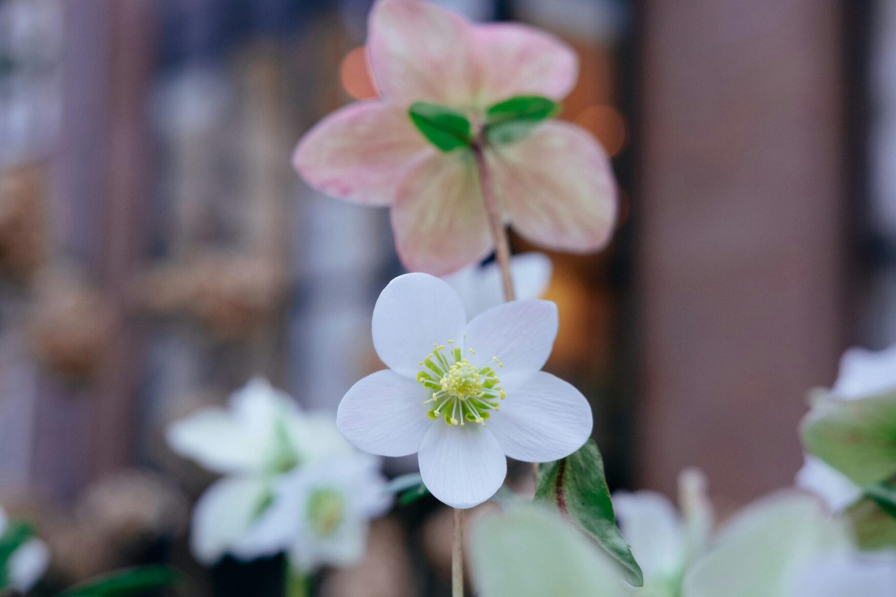Poinsettia alternative - Christmas Rose - Helleborus niger