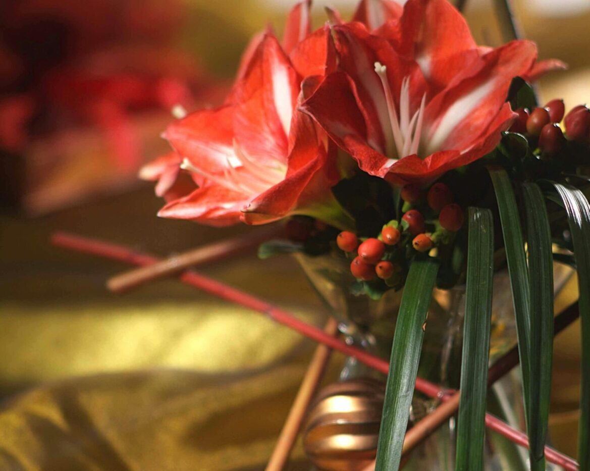 Poinsettia alternative - Amaryllis - Hippeastrum