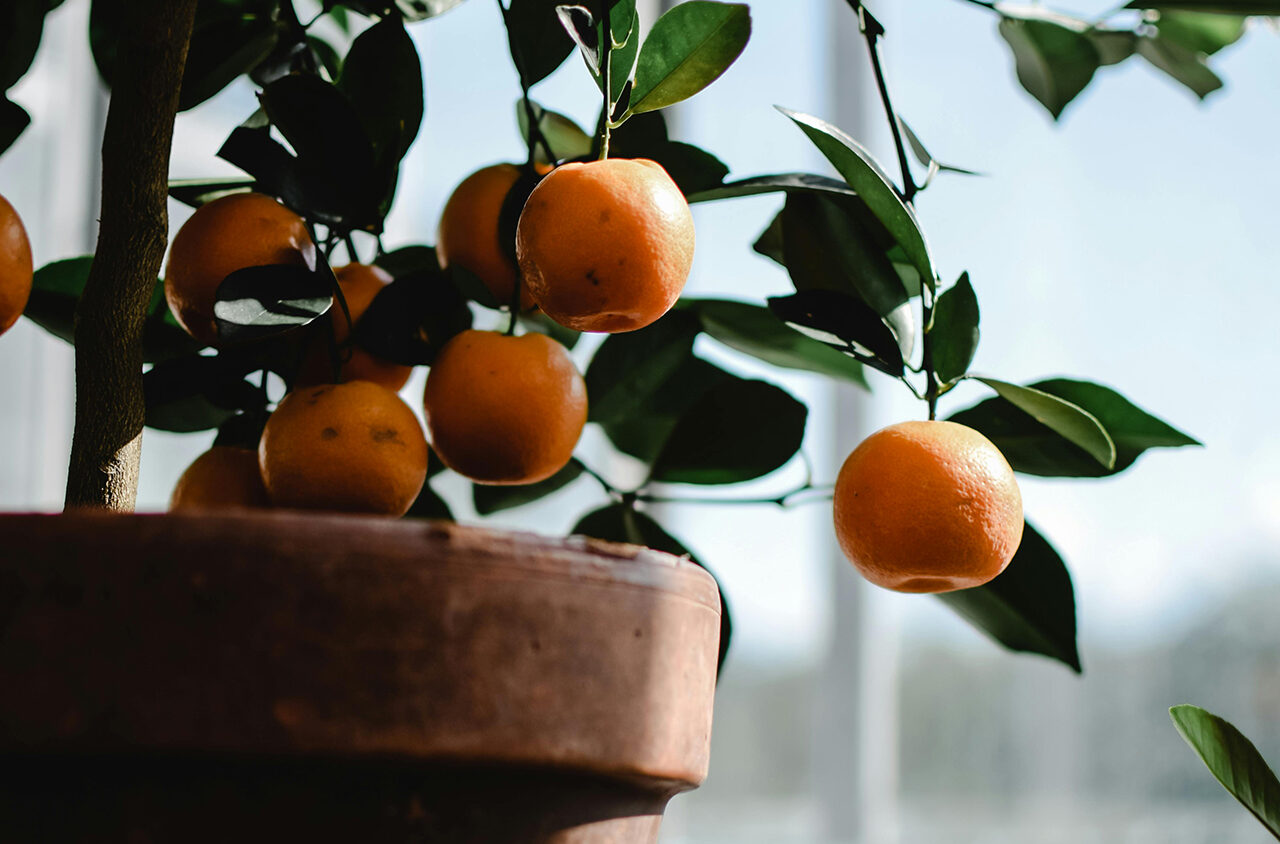 Leaflike - 5 plants for instant mediterranean vibes - Citrus tree