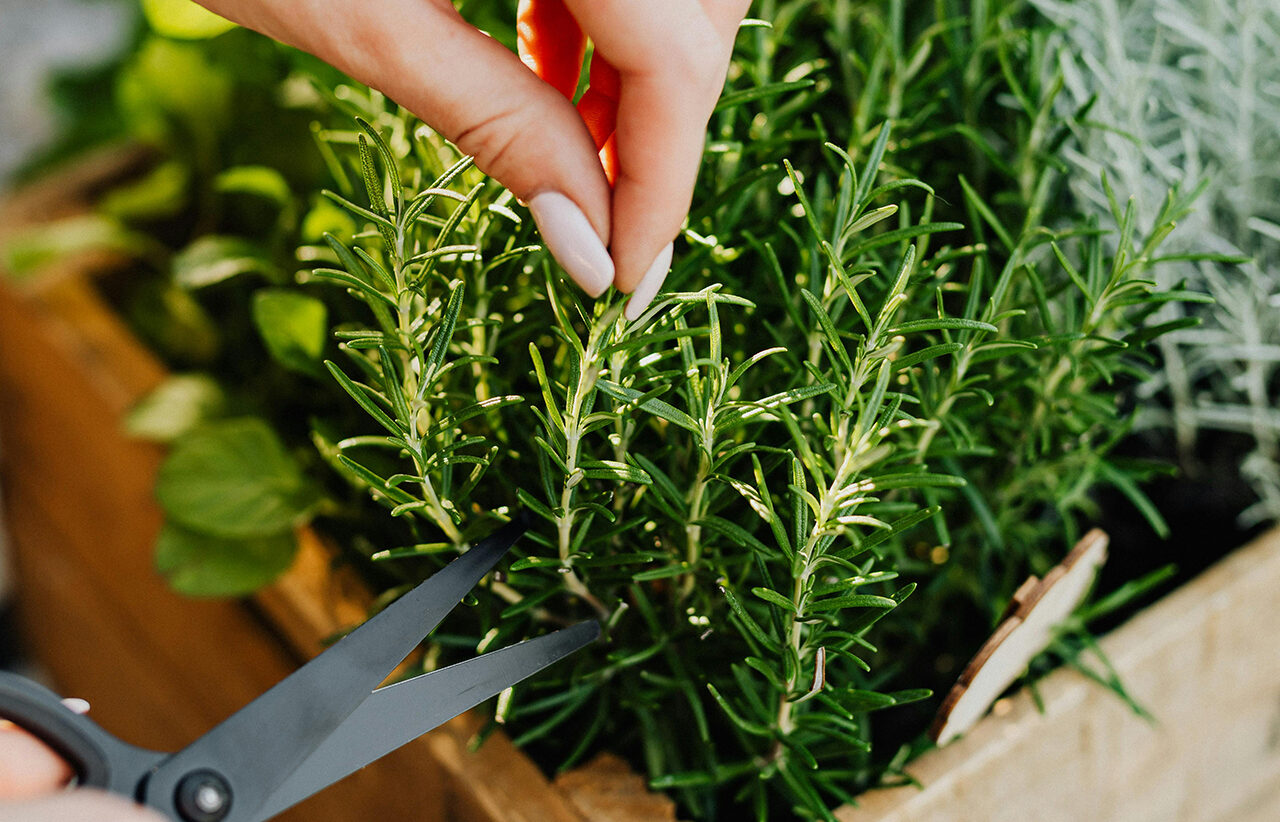 Leaflike - 5 plants for instant mediterranean vibes - Rosemary