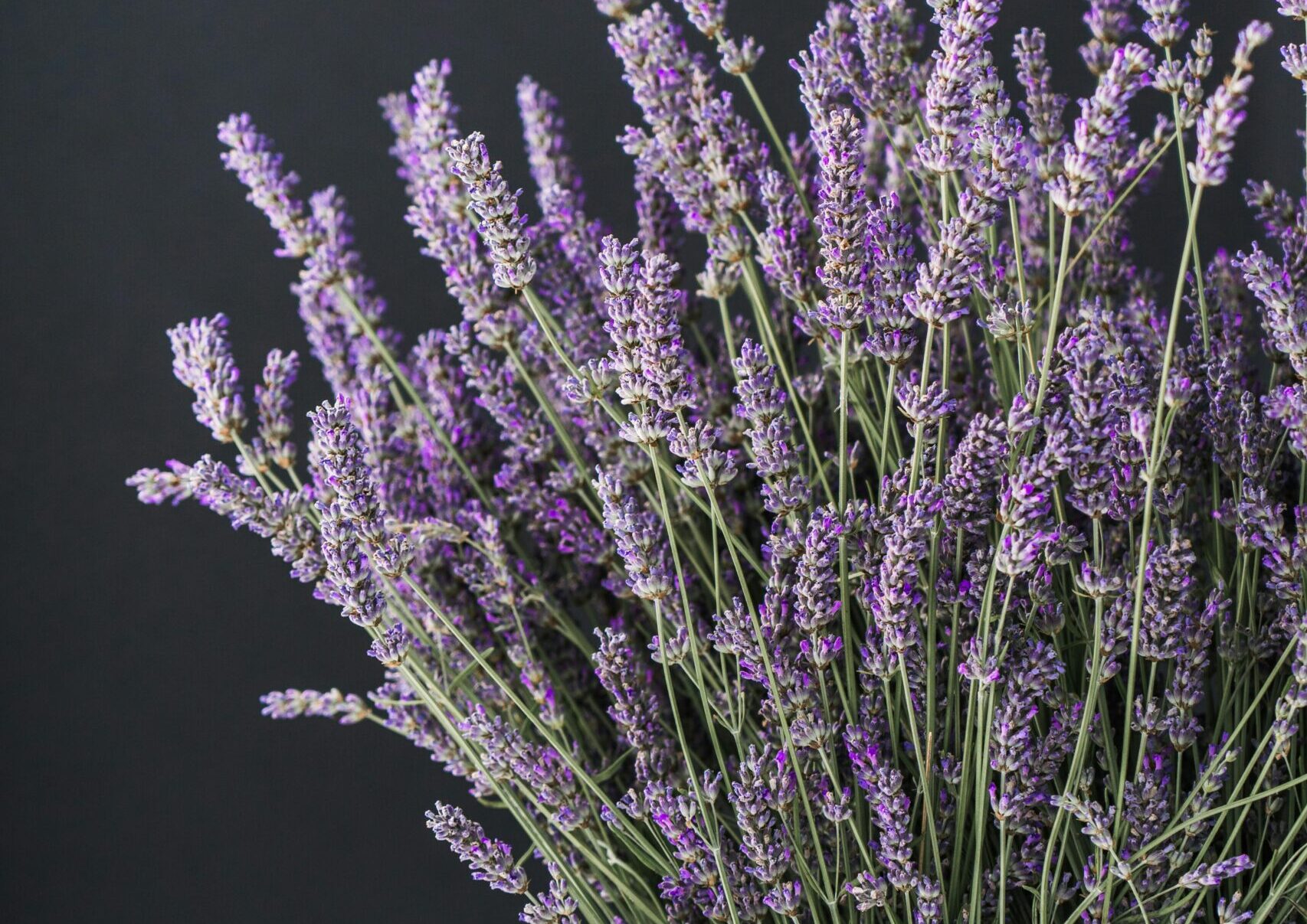 Leaflike - 5 plants for instant mediterranean vibes. Lavender