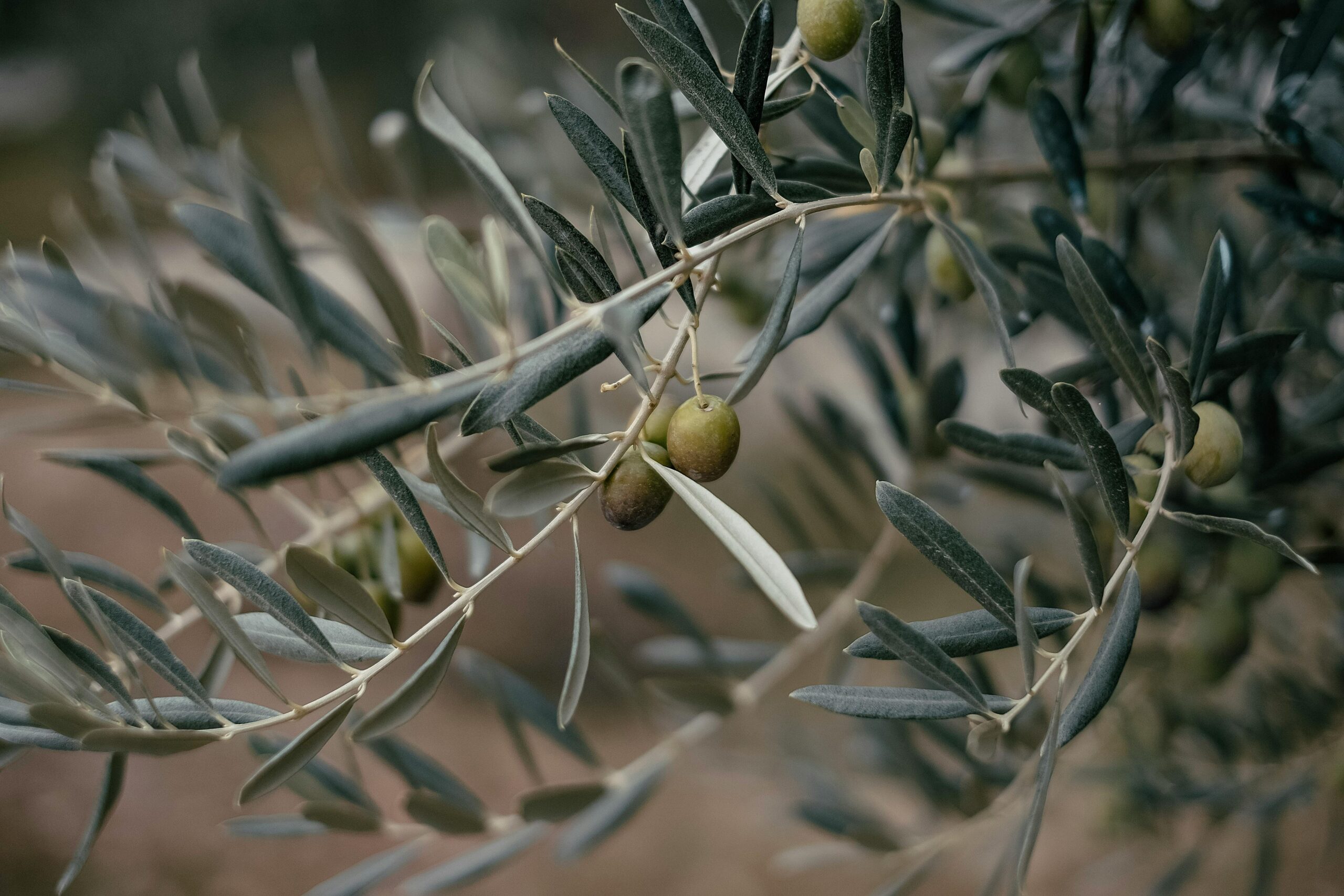 Leaflike - 5 plants for instant Mediterranean vibes. Olive Tree.