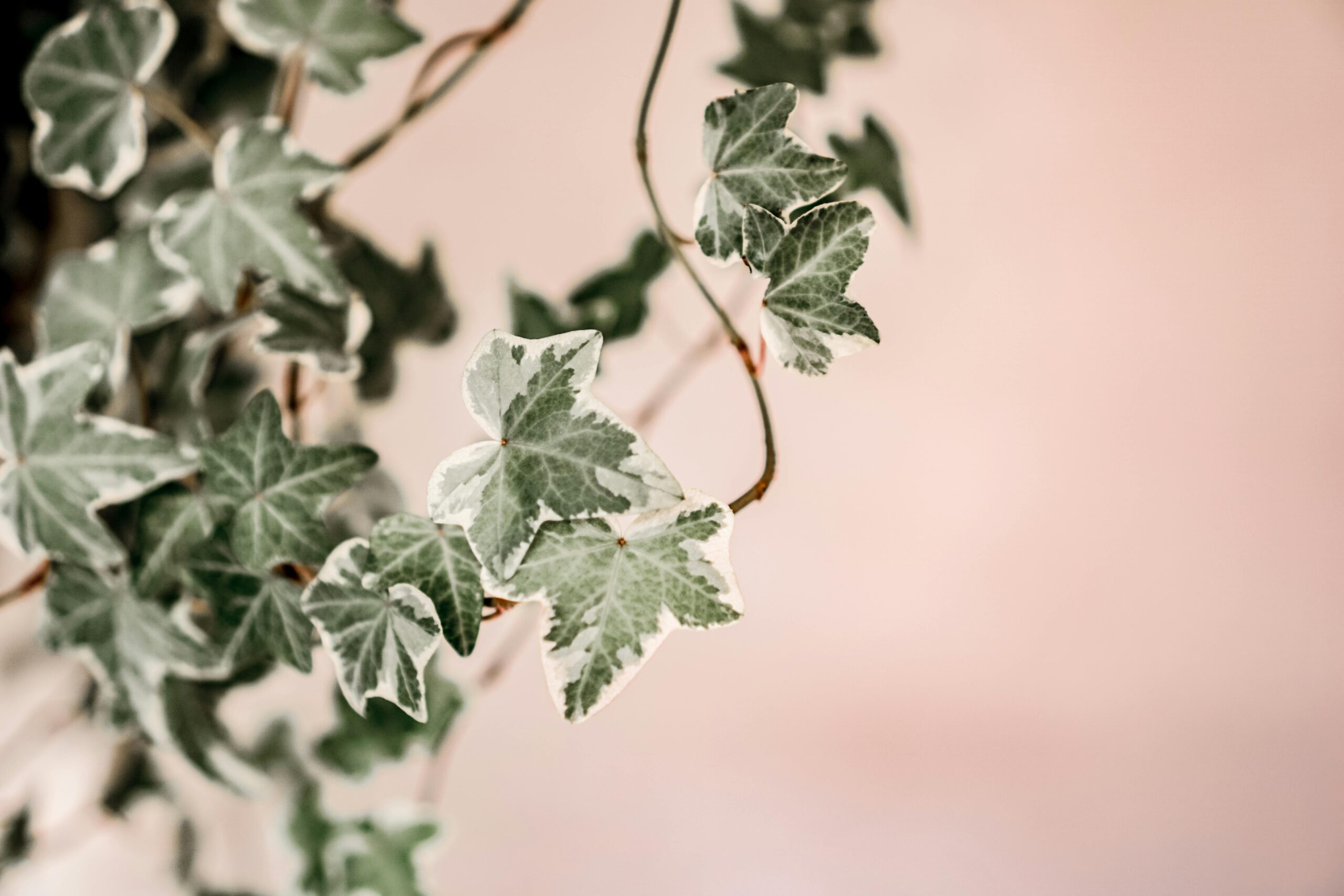 English Ivy (Hedera helix)
