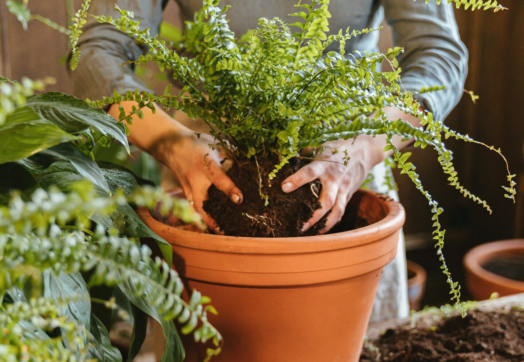 Shuttlecock Fern