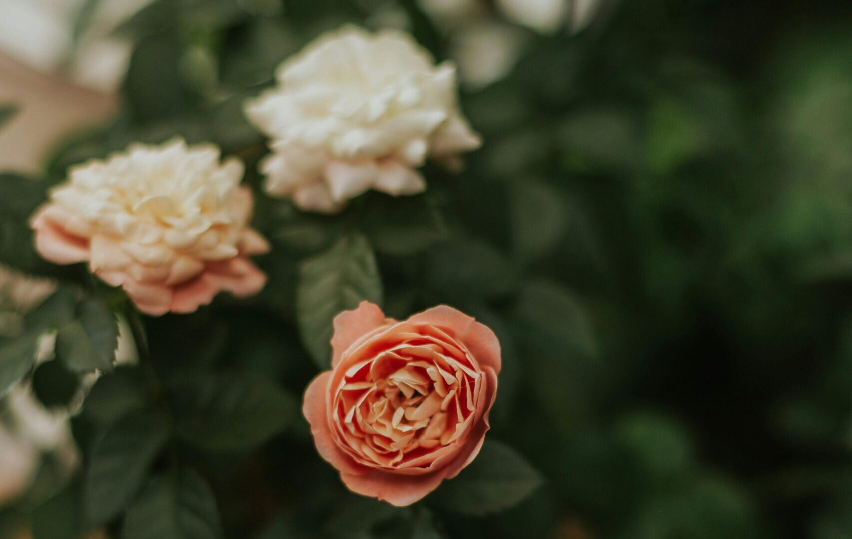 English Rose (Rosa spp.)