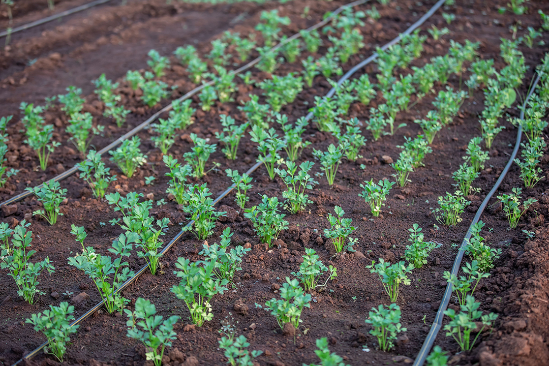 A drip irrigation system